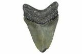 Fossil Megalodon Tooth - North Carolina #368452-1